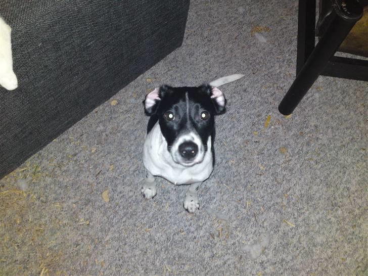 Blanding af racer Spencer - "Mig? Nej, jeg har ikke lavet ballade... altså hvis du ser bort fra savsmuldet på gulvet.." billede 8