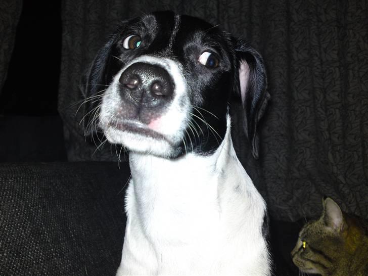 Blanding af racer Spencer - Spencer holder øje med vores katte. billede 9