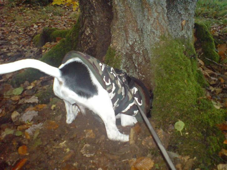 Blanding af racer Spencer - Spencer udforsker et hul. billede 10