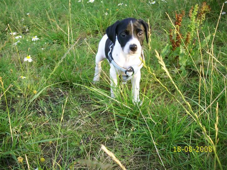 Blanding af racer Spencer - Baby-Spemcer. billede 11