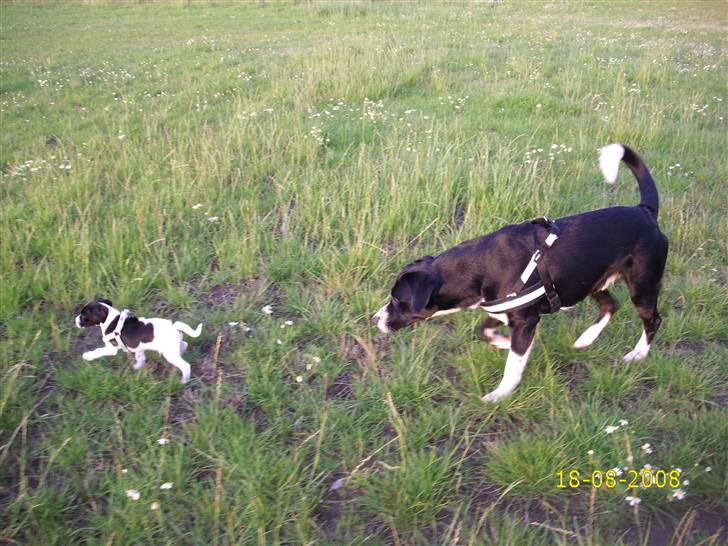 Blanding af racer Spencer - Spencer og Antons første møde. billede 12