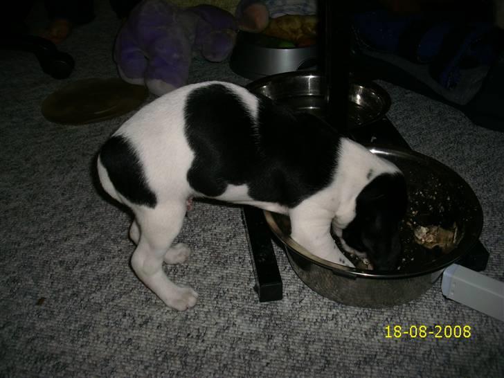 Blanding af racer Spencer - MAD! billede 13