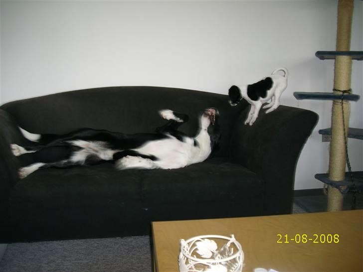 Blanding af racer Spencer - Anton og Spencer i sofaen. billede 14