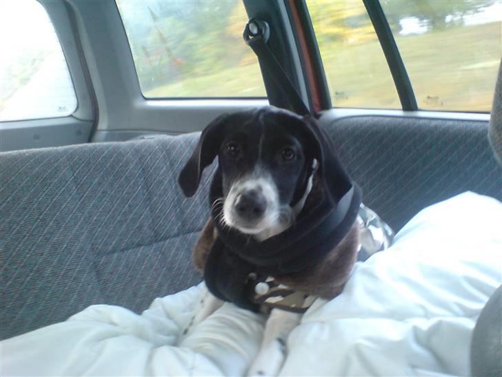 Blanding af racer Spencer - Efter en lang gåtur. billede 15