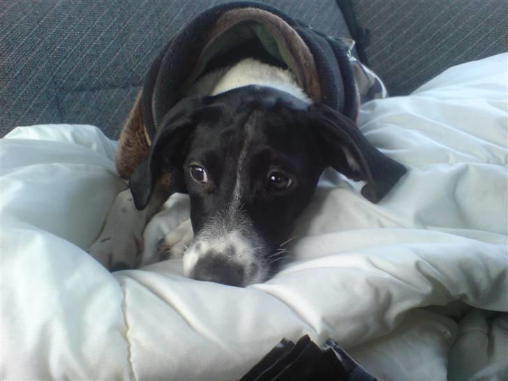 Blanding af racer Spencer - "Åhr, jeg er bare så træt!" billede 16