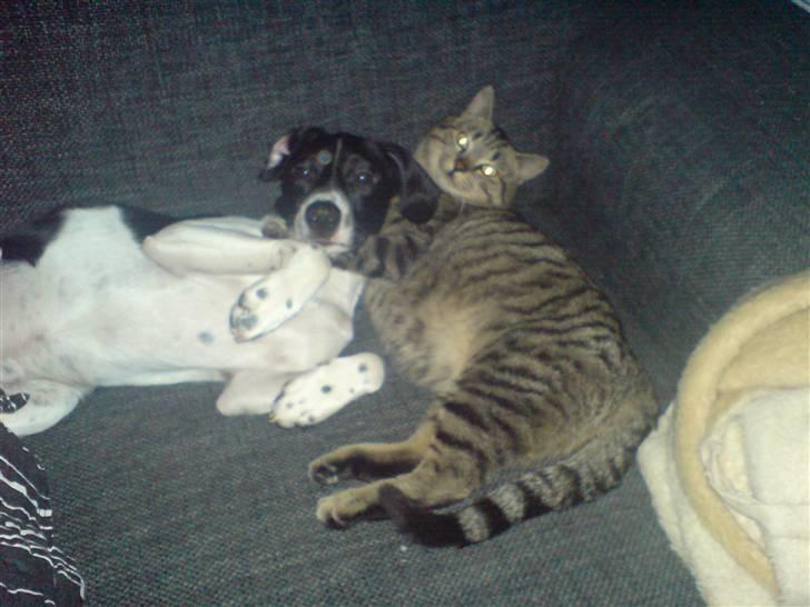 Blanding af racer Spencer - Spencer og Egon hygger. De er så gode venner. billede 17