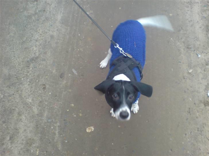 Blanding af racer Spencer - Spencer i Søvind - glad som altid :-) billede 18