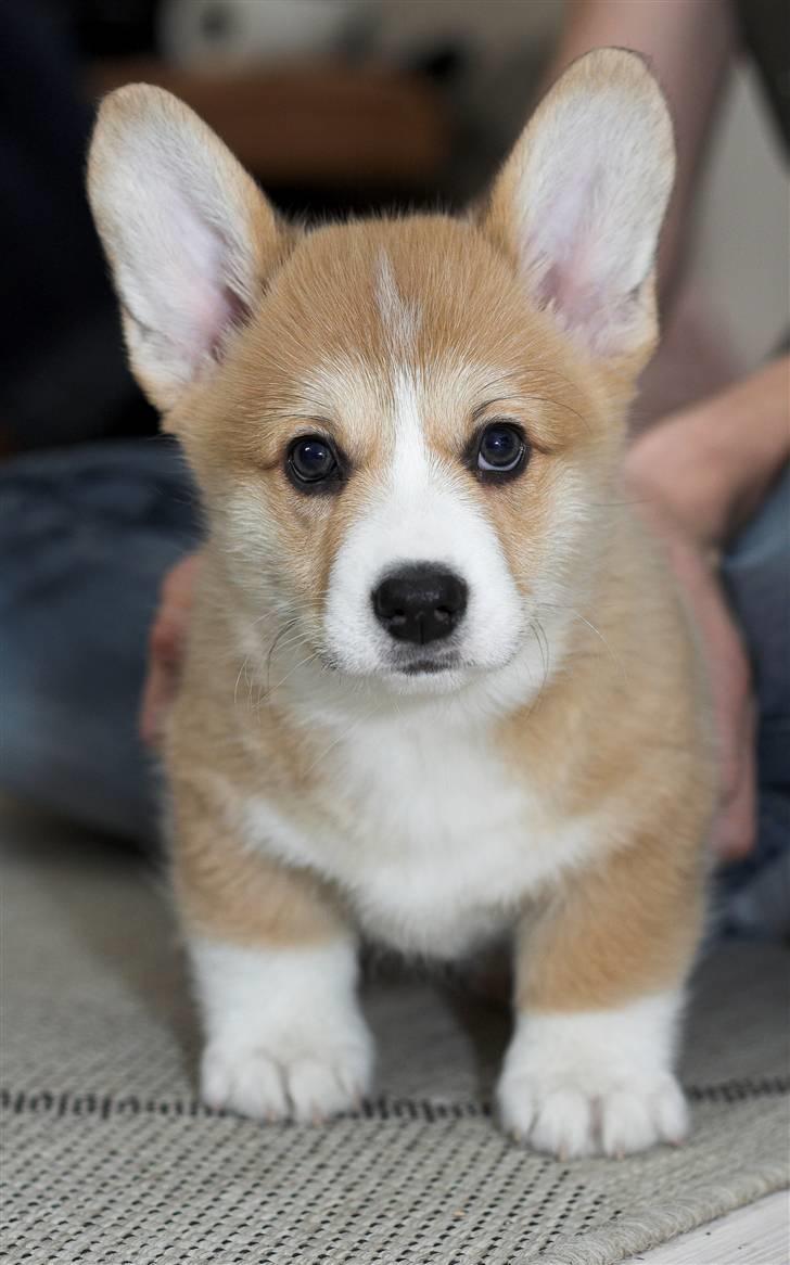 Welsh corgi pembroke Louie - Må jeg ik nok snart løbe over til hende den skæge der ligger på gulvet med det der store apperat foran hovedet...!? billede 3