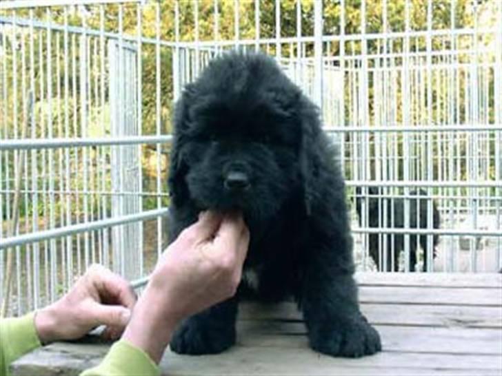 Newfoundlænder R.I.P "Nellie" billede 1