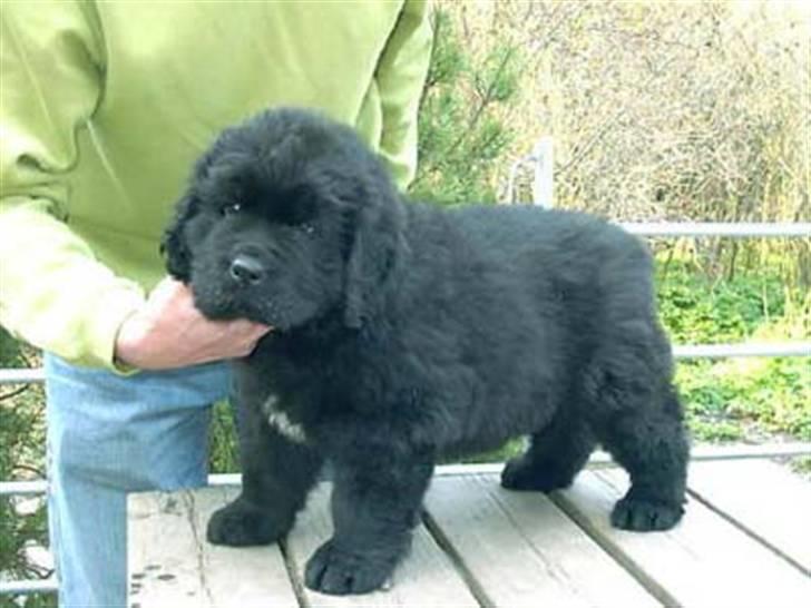 Newfoundlænder R.I.P "Nellie" billede 2