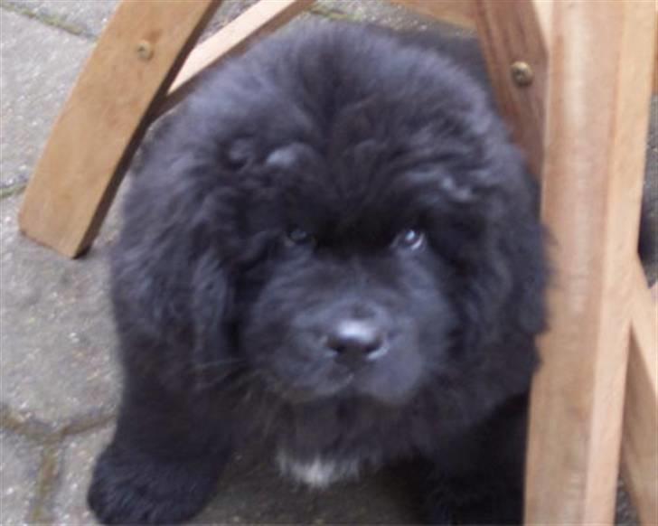 Newfoundlænder R.I.P "Nellie" billede 3