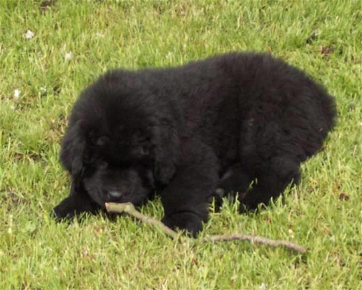 Newfoundlænder R.I.P "Nellie" billede 4