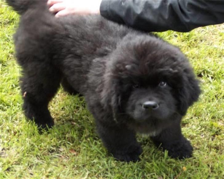 Newfoundlænder R.I.P "Nellie" billede 5