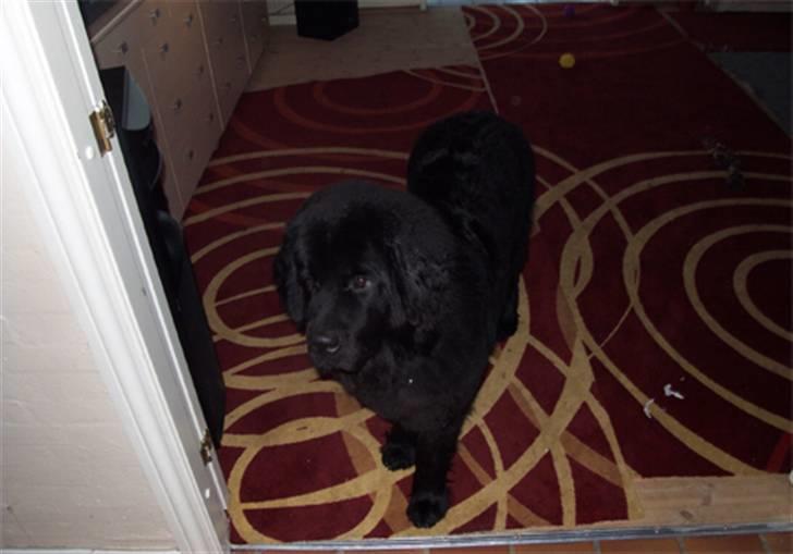 Newfoundlænder R.I.P "Nellie" billede 6