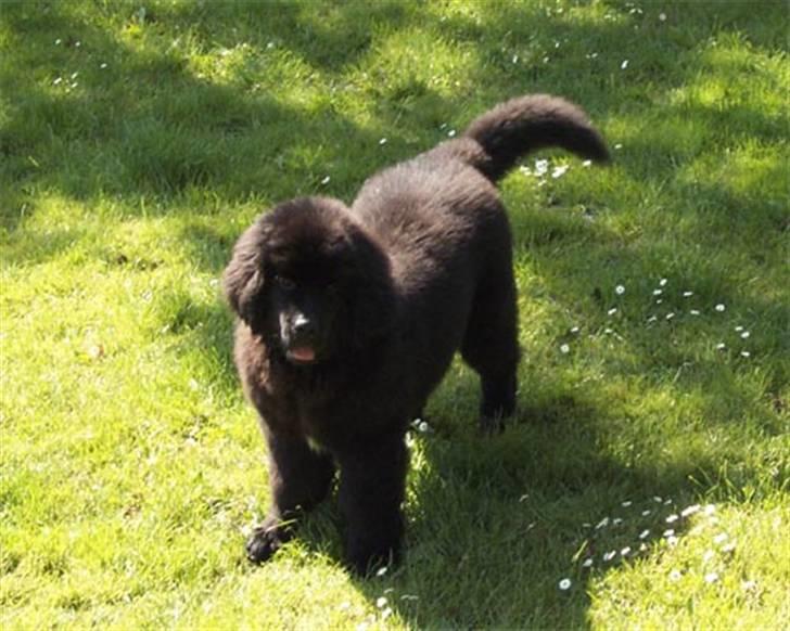 Newfoundlænder R.I.P "Nellie" billede 7