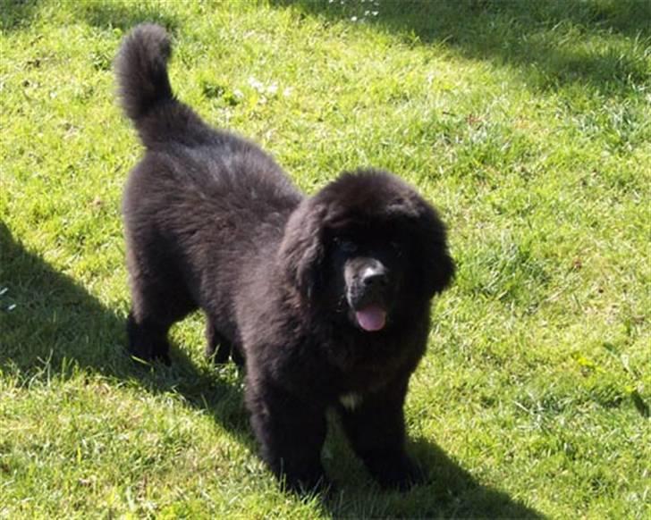 Newfoundlænder R.I.P "Nellie" billede 8