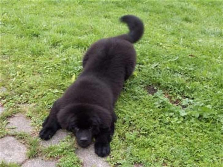 Newfoundlænder R.I.P "Nellie" billede 9