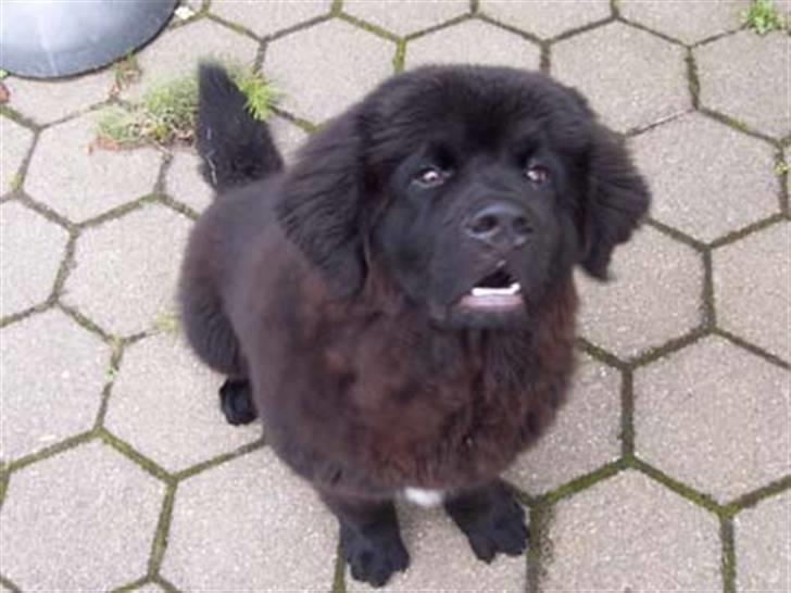 Newfoundlænder R.I.P "Nellie" billede 10