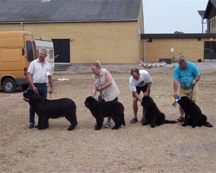 Newfoundlænder R.I.P "Nellie" billede 11