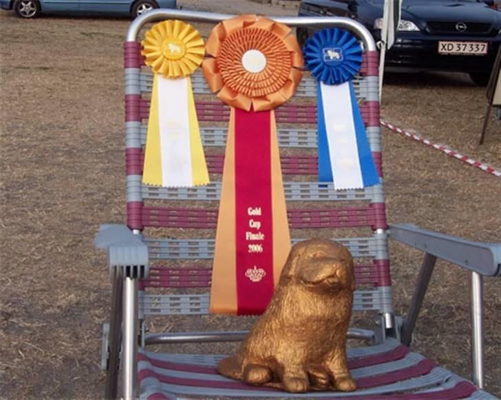 Newfoundlænder R.I.P "Nellie" billede 12