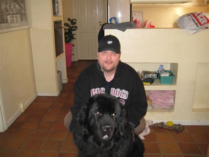 Newfoundlænder R.I.P "Nellie" billede 13