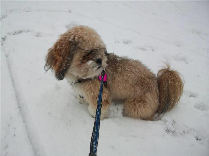 Lhasa apso cille<3 billede 18