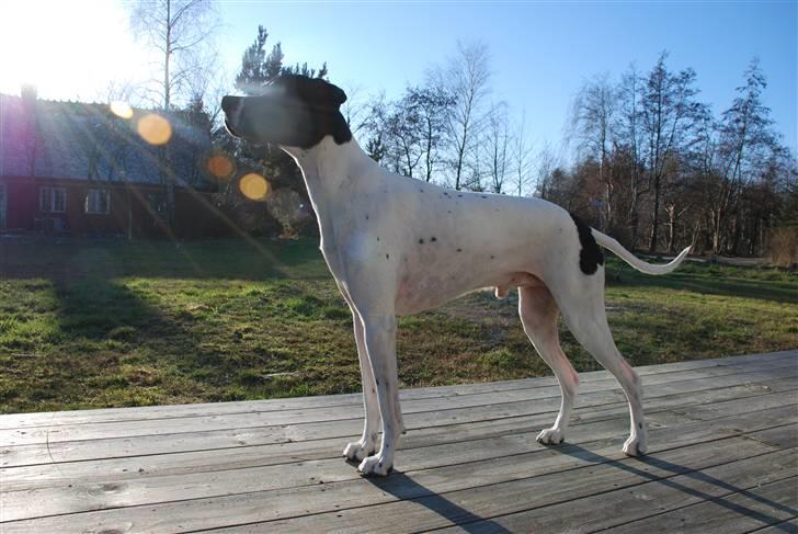 Pointer Victor billede 13