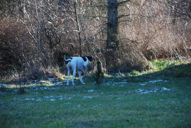 Pointer Victor billede 14