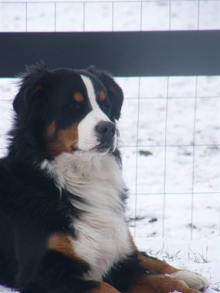 Berner sennenhund Balter (Har fået et nyt hjem) - Balter d.17 feb. 2009. billede 13