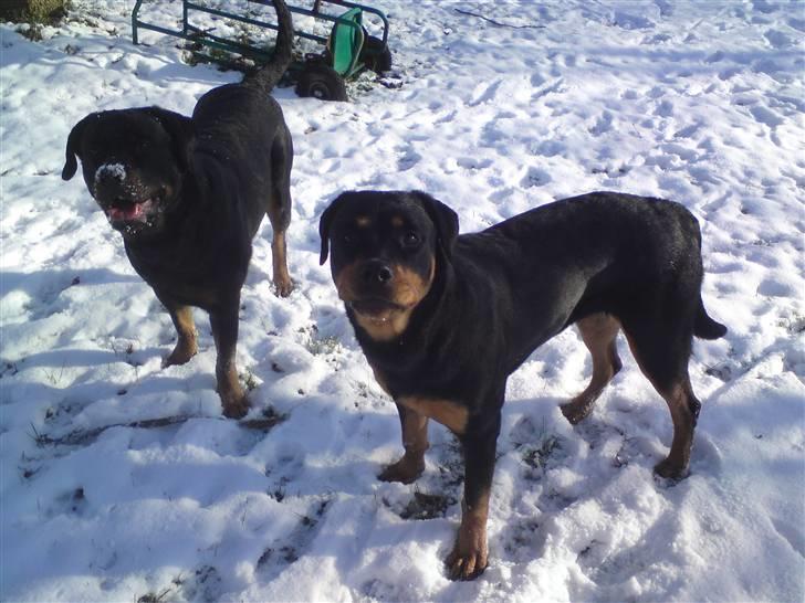 Rottweiler Fie - Min mor og mig, ude i sneen og lege :D billede 2