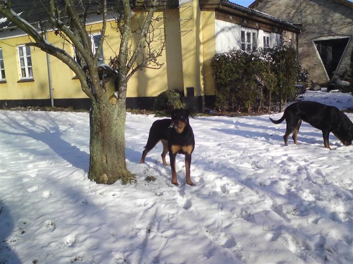 Rottweiler Fie billede 3
