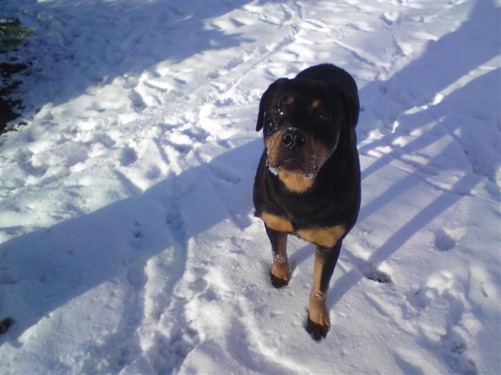 Rottweiler Fie billede 4