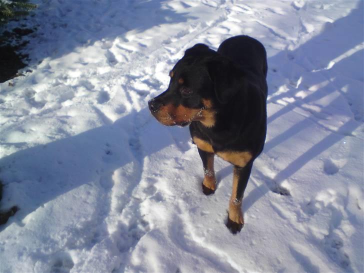 Rottweiler Fie billede 5