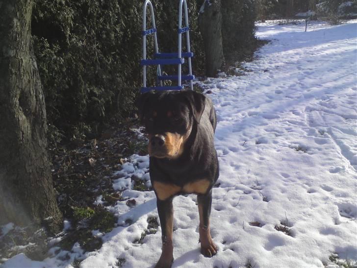 Rottweiler Fie billede 6
