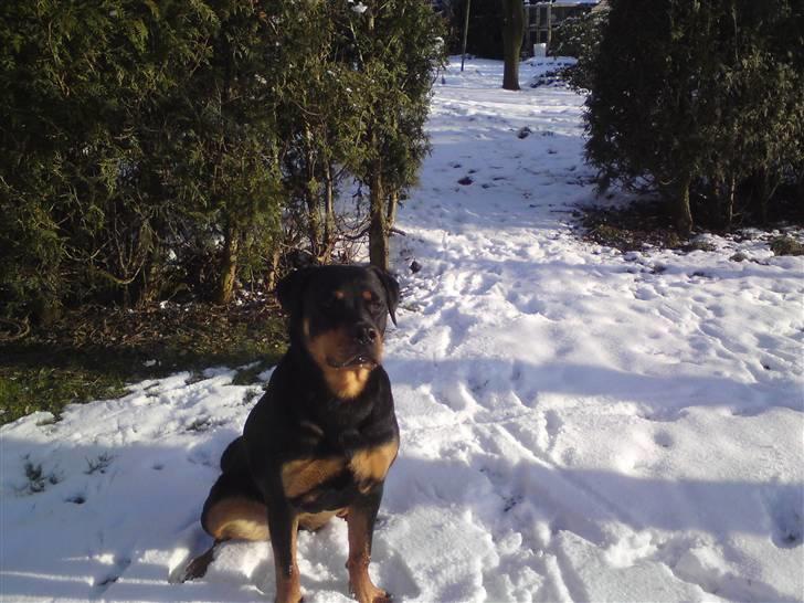 Rottweiler Fie billede 7