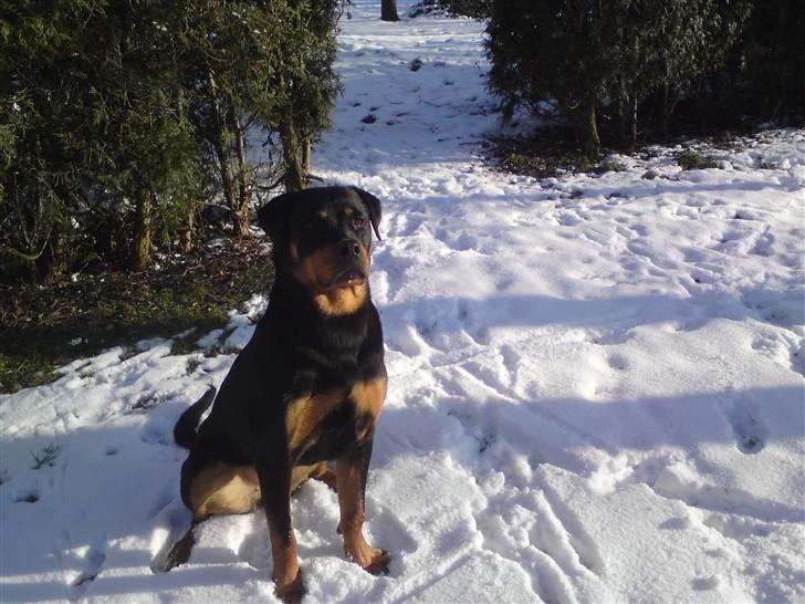 Rottweiler Fie billede 8