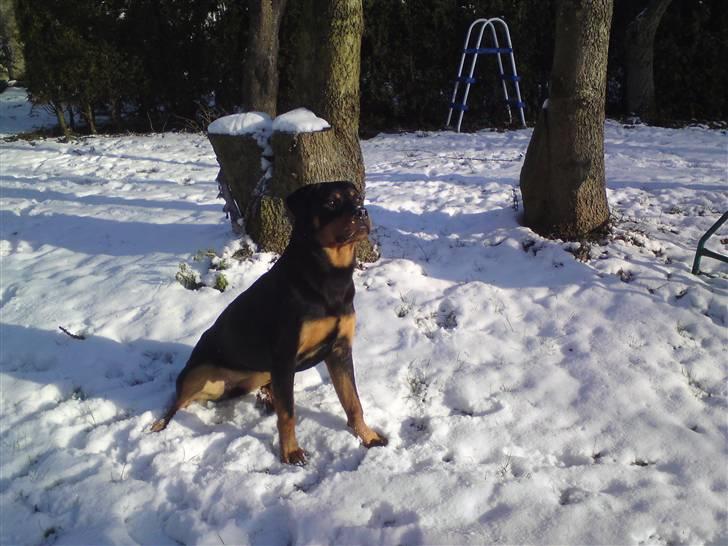 Rottweiler Fie billede 9