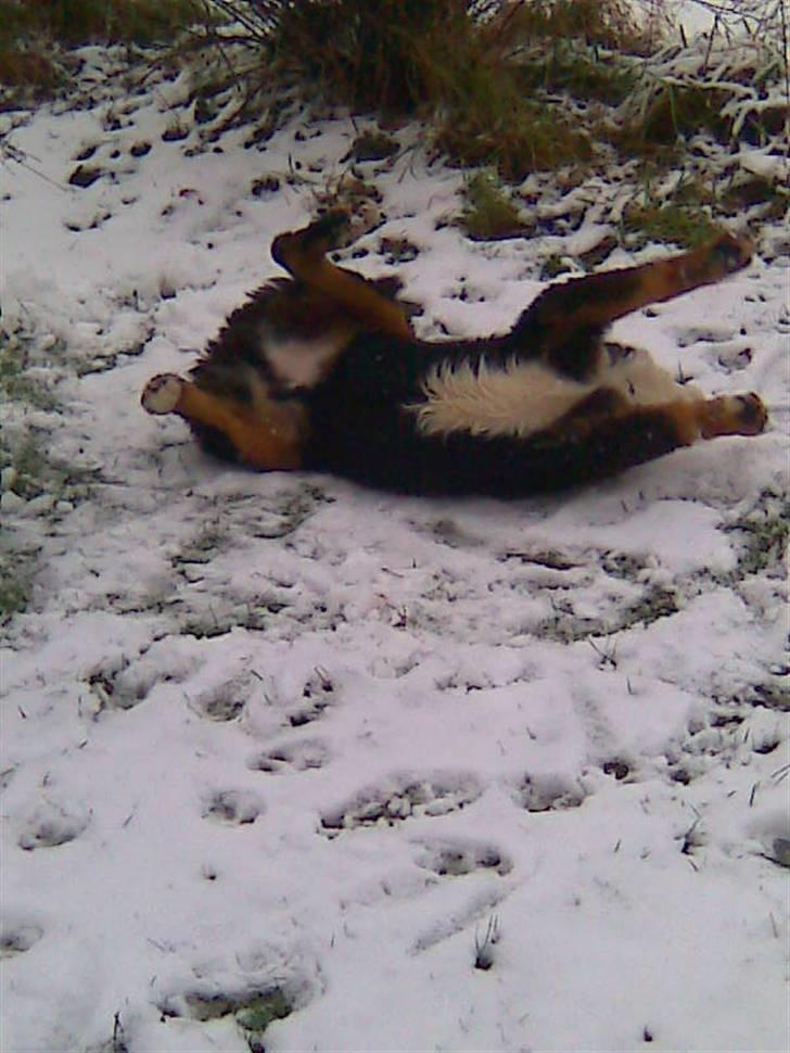 Berner sennenhund Terplinggaards Arkaen - SKØNT ;-) billede 7