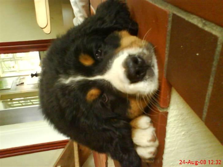 Berner sennenhund Terplinggaards Arkaen - En hård dag på job.. billede 8