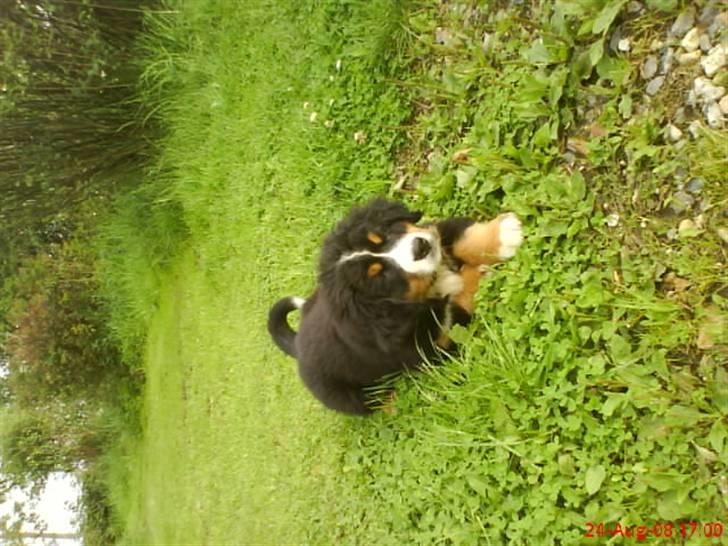 Berner sennenhund Terplinggaards Arkaen - Skøn have de har på mit job billede 9