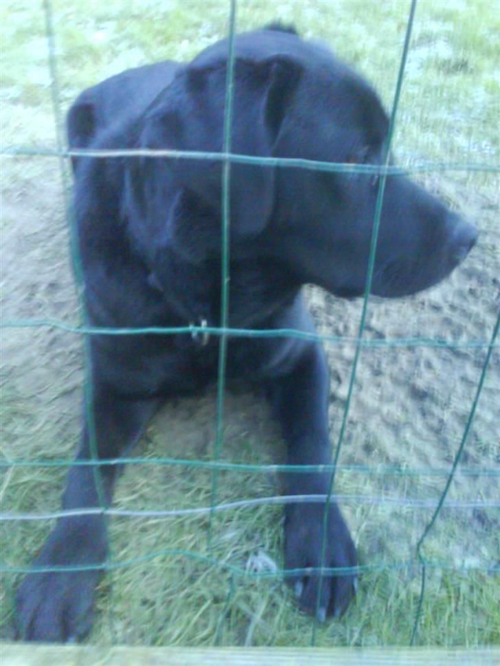Labrador retriever buster 'R.I.P.' - se mig far er jeg ikke søde .han kigger på far billede 1