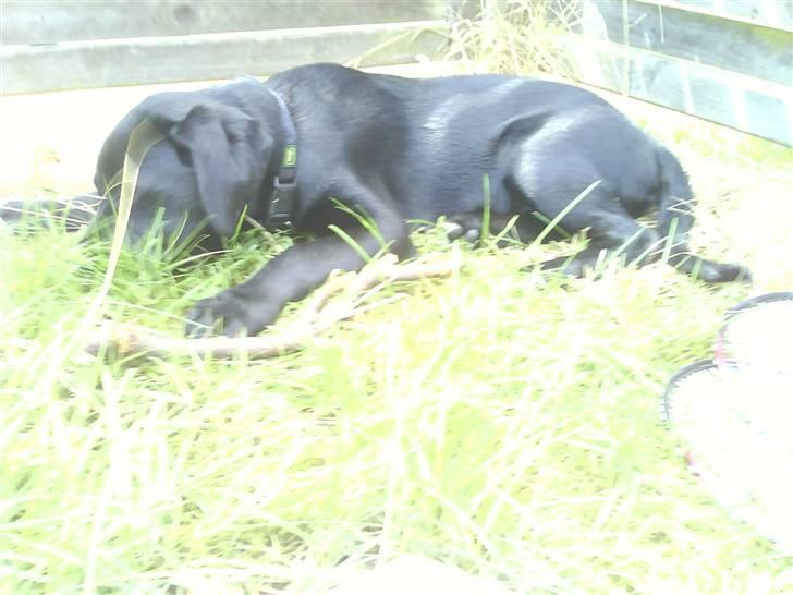 Labrador retriever buster 'R.I.P.' - vi er i sommerhuset med venner og 1 hunden billede 2