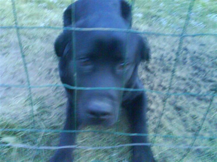 Labrador retriever buster 'R.I.P.' - hvad laver du line  billede 3