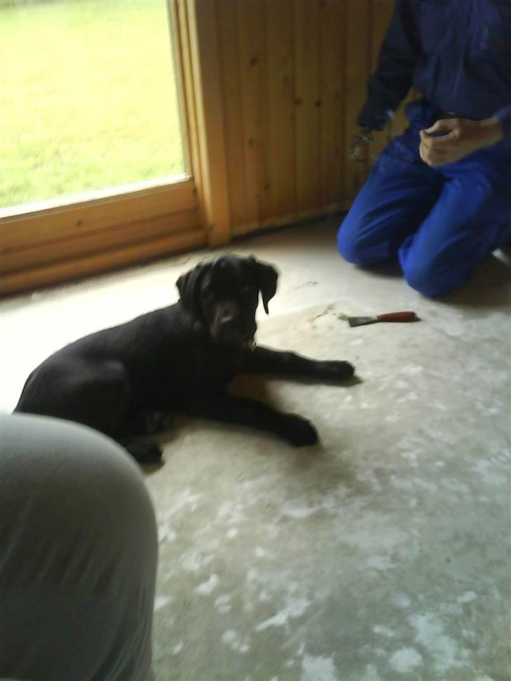 Labrador retriever buster 'R.I.P.' - jeg hjælper farmand billede 4