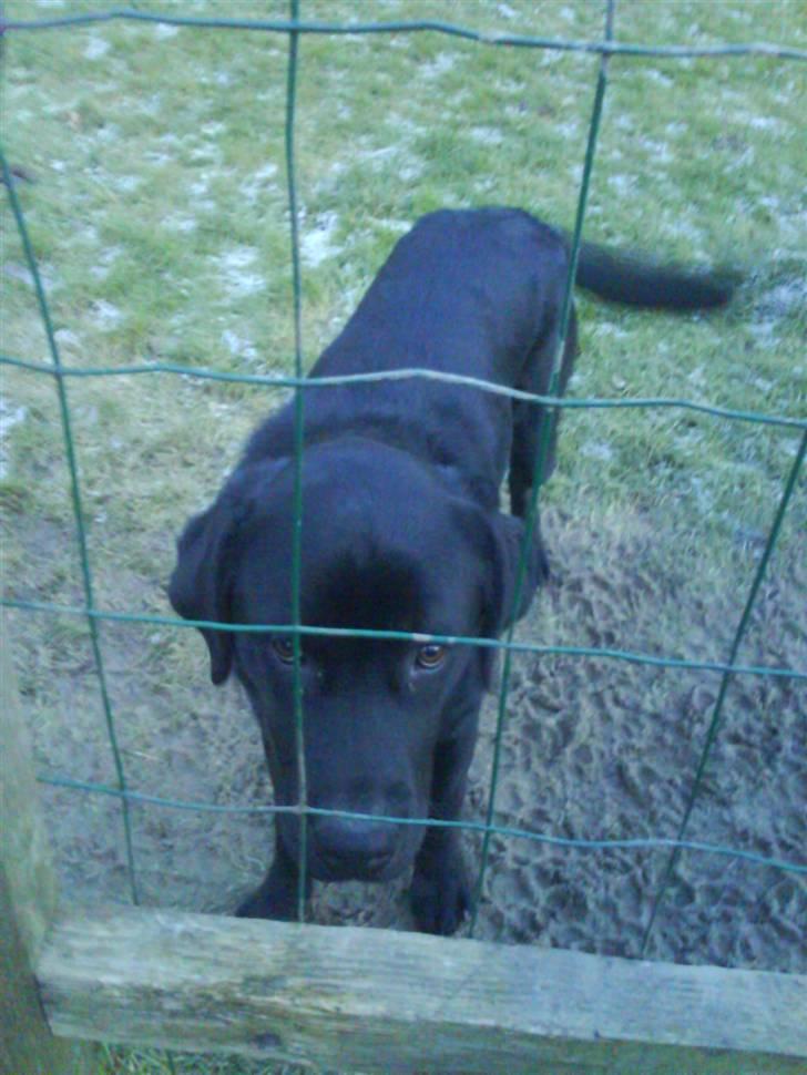 Labrador retriever buster 'R.I.P.' - jeg kommer ud  billede 5