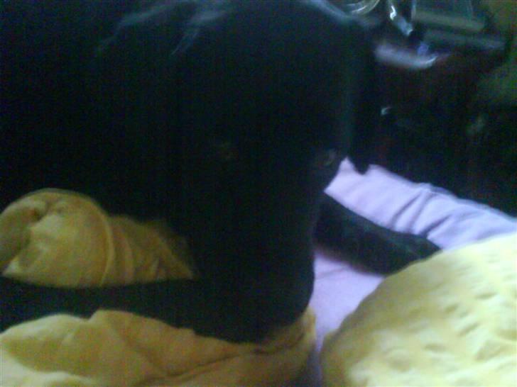 Labrador retriever buster 'R.I.P.' - er han ikke sød og rolig billede 6