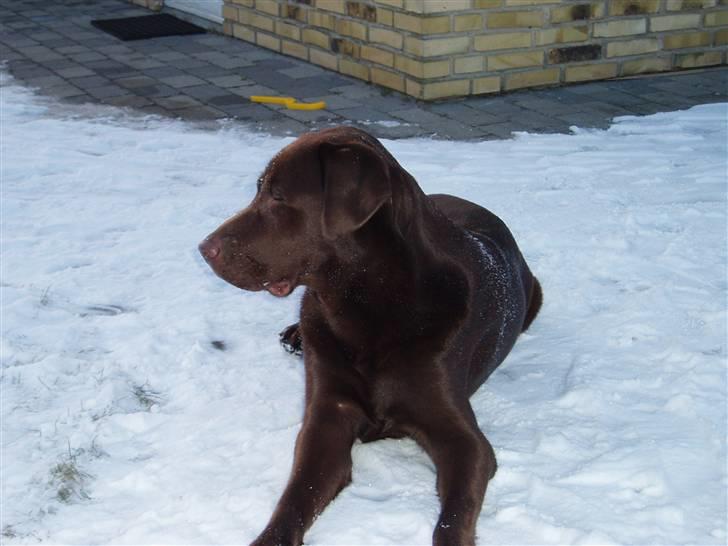 Labrador retriever Anton (Berg) billede 19