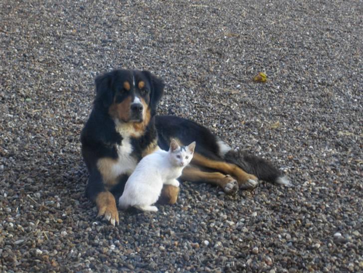 Berner sennenhund Afrodite - Afrodite og Blondie august 2008 billede 18