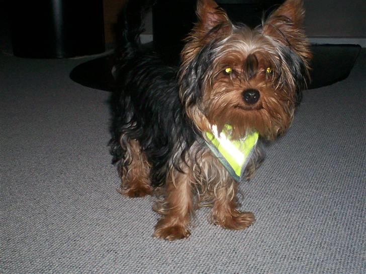 Yorkshire terrier Domino billede 18