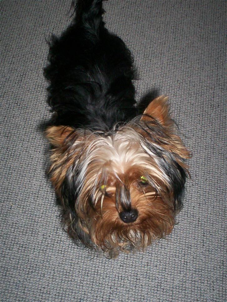 Yorkshire terrier Domino billede 19